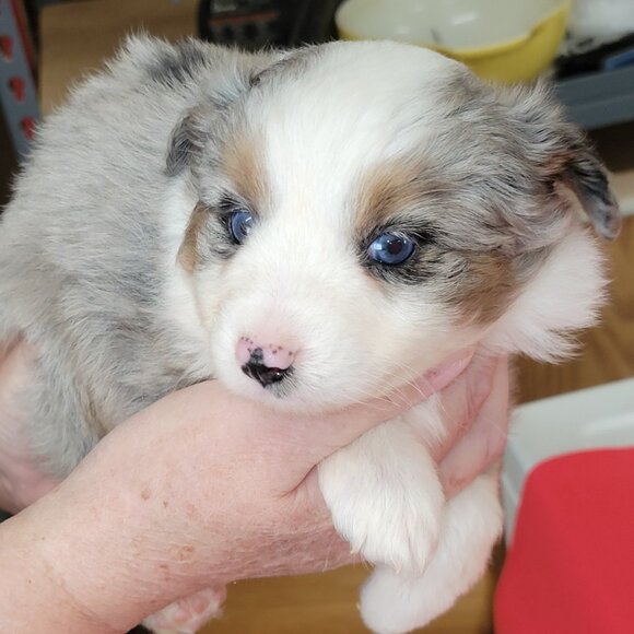 Meet your Posher, Willameenablue - Picture 7 of 9